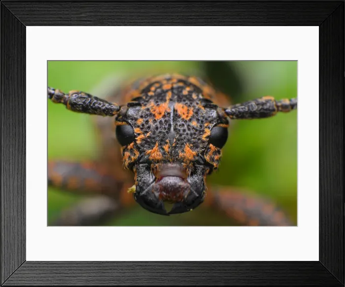 Framed Print : Longhorn beetle Framed Print : Longhorn beetle