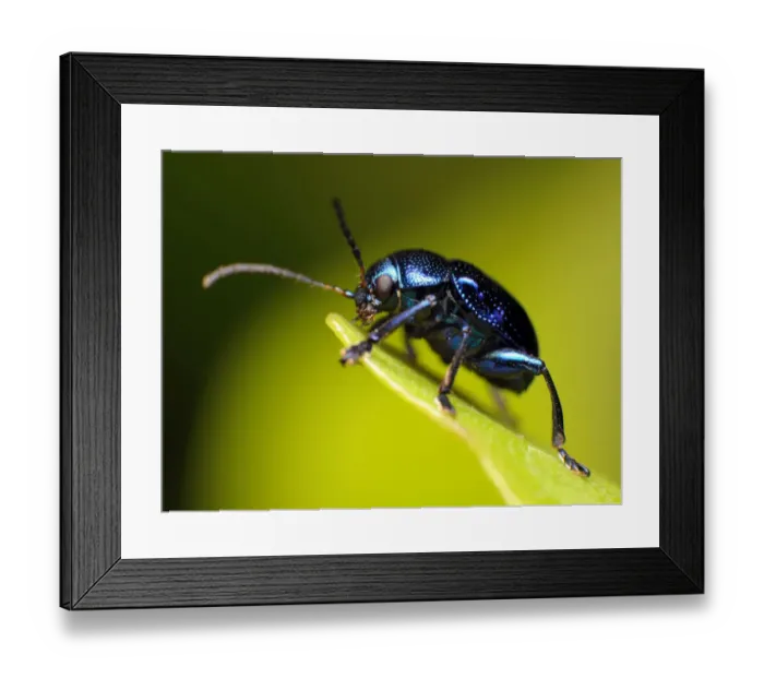 Framed Print : Blue milkweed beetle