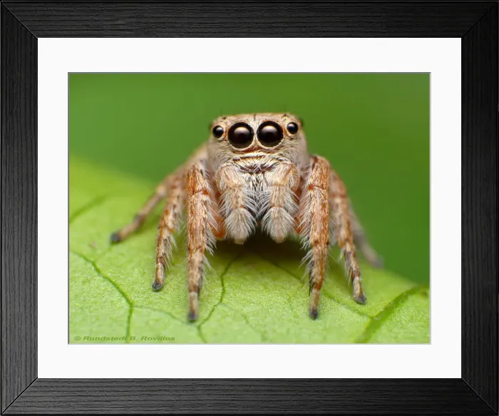 Framed Print : Jumping spider