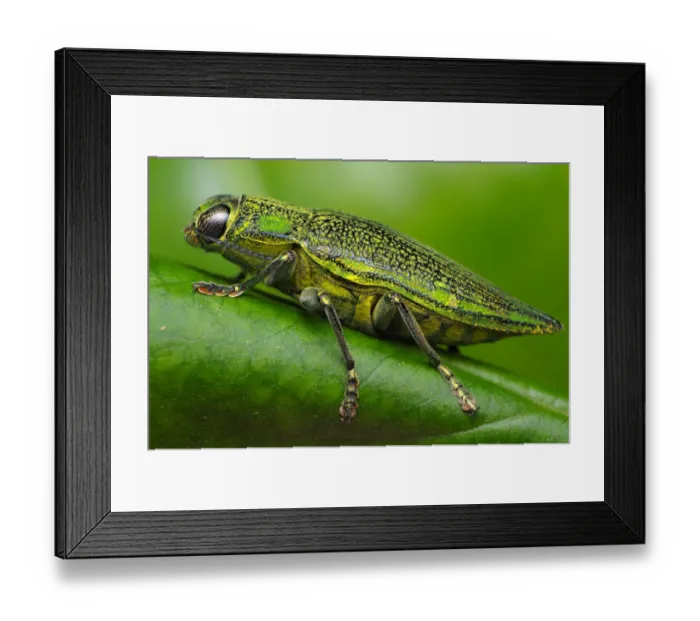 Framed Print : Chrysodema dalmanni Framed Print : Chrysodema dalmanni