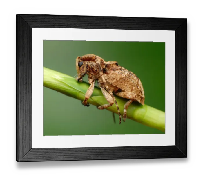 Framed Print : Longhorn beetle Framed Print : Longhorn beetle