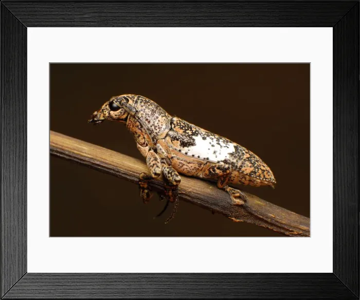 Framed Print : Longhorn beetle Framed Print : Longhorn beetle