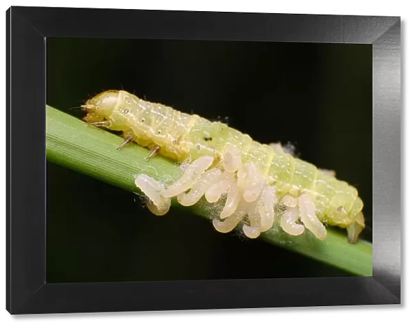 Parasitic Wasp larvae and caterpillar host