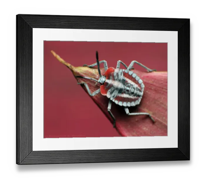 Framed Print : Shield bug nymph Framed Print : Shield bug nymph