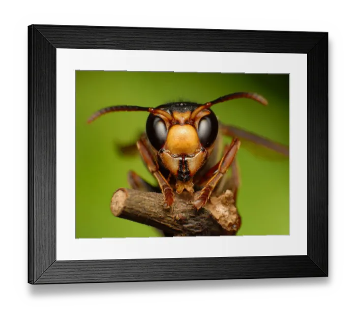 Framed Print : Wasp. Close up of wasp on stick Framed Print : Wasp. Close up of wasp on stick