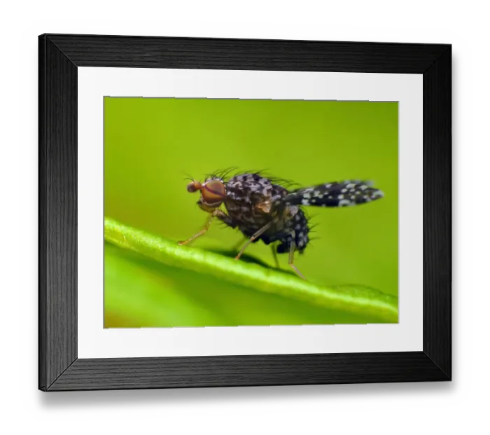 Framed Print : Tiny fly on green leaf Framed Print : Tiny fly on green leaf