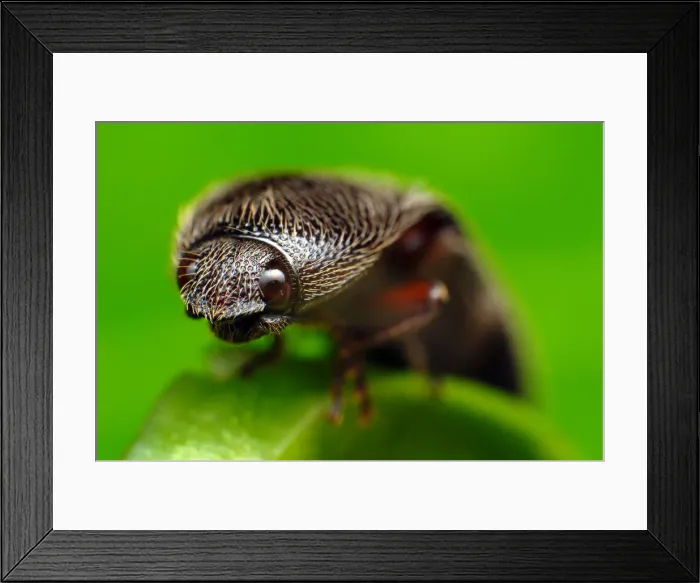 Framed Print : Click beetle Framed Print : Click beetle