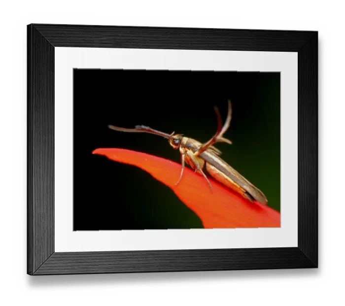 Framed Print : Micro moth Framed Print : Micro moth