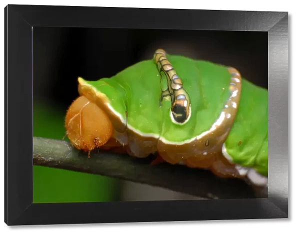Caterpillar of Great Helen (Papilio iswara)