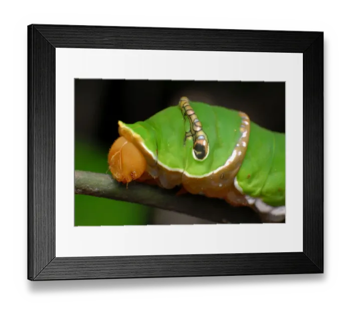Framed Print : Caterpillar of Great Helen (Papilio iswara) Framed Print : Caterpillar of Great Helen (Papilio iswara)