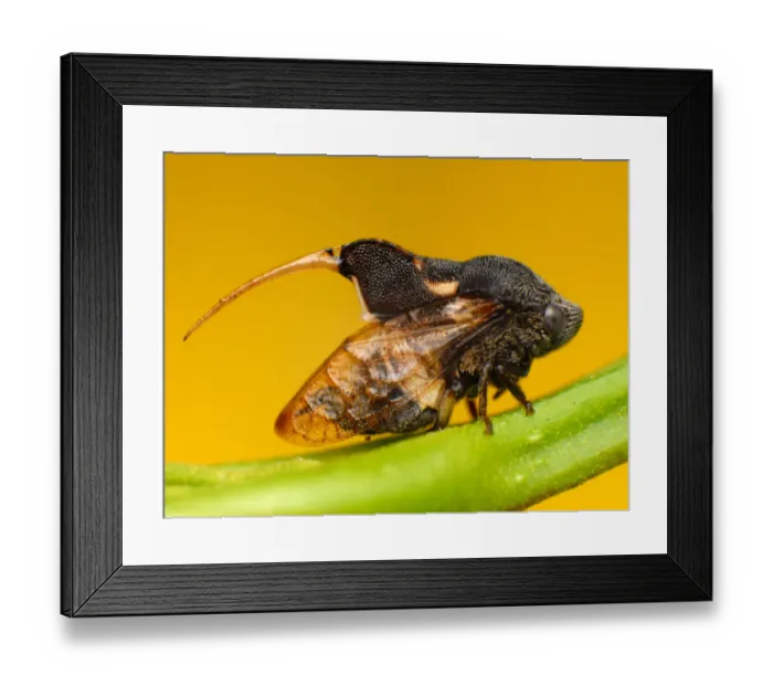 Framed Print : Machaerotidae Tube Spittlebug Framed Print : Machaerotidae Tube Spittlebug
