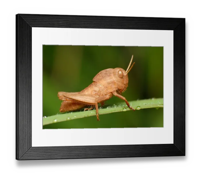 Framed Print : Brown Grasshopper nymph Framed Print : Brown Grasshopper nymph