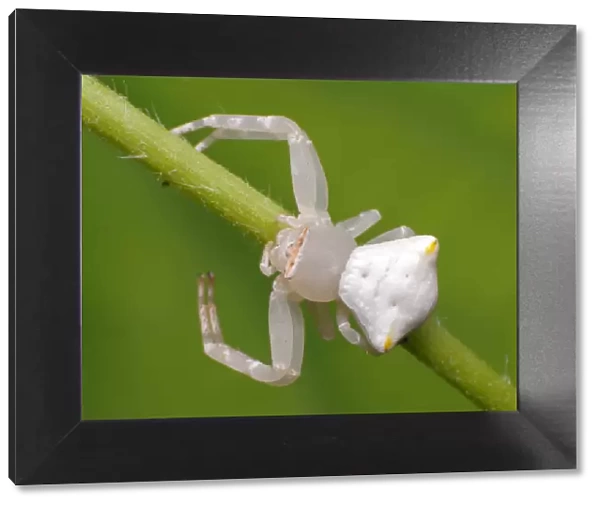 White crab spider