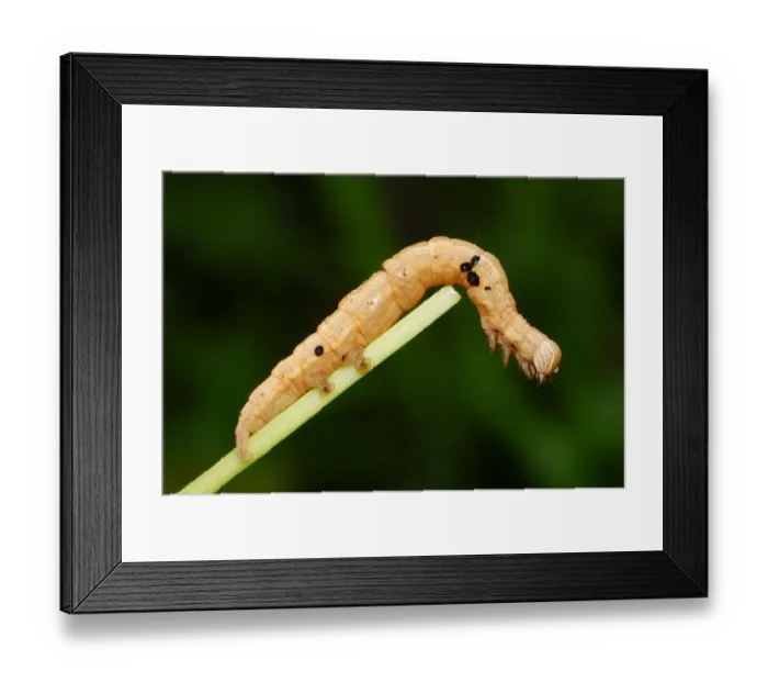Framed Print : Inchworm. Close up of Inchworm Framed Print : Inchworm. Close up of Inchworm