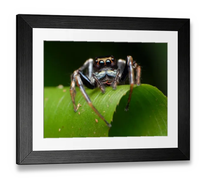 Framed Print : Jumping spider Framed Print : Jumping spider