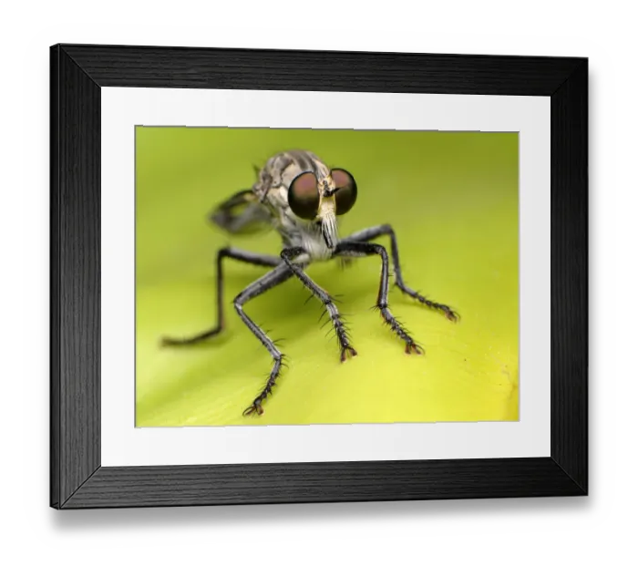 Framed Print : Robber fly Framed Print : Robber fly