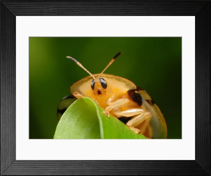 Framed Print : Tortoise Beetle Framed Print : Tortoise Beetle