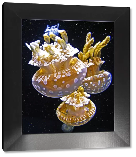 Jellyfish space walk