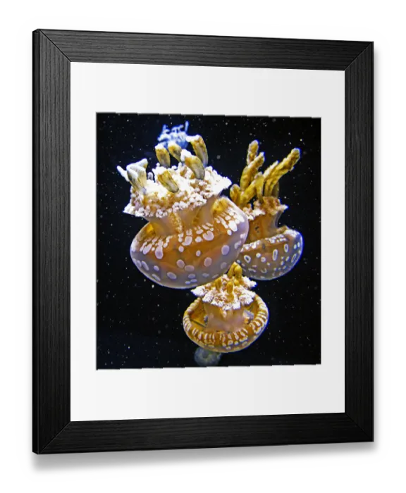 Framed Print : Jellyfish space walk Framed Print : Jellyfish space walk