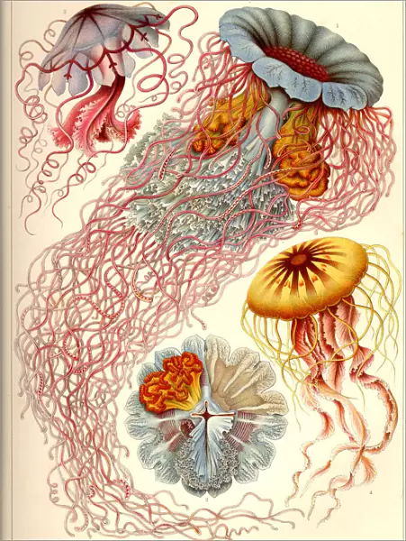 Natural structures - Discomedusae, Scheibenquallen, jellyfish