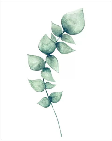 Watercolor eucalyptus leaf