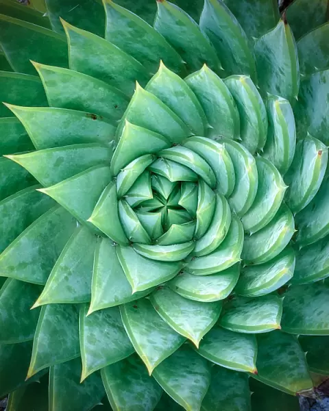Aloe polyphylla, Spiral Aloe