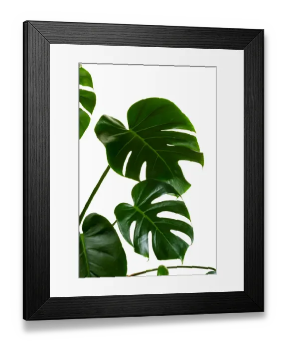 Framed Print : Monstera deliciosa palm house plant isolated on white Framed Print : Monstera deliciosa palm house plant isolated on white