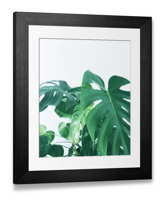 Framed Print : Monstera huge leaves on white background Framed Print : Monstera huge leaves on white background