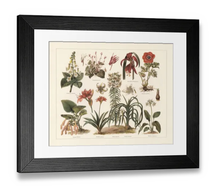 Framed Print : Houseplants, chromolithograph, published in 1897 Framed Print : Houseplants, chromolithograph, published in 1897