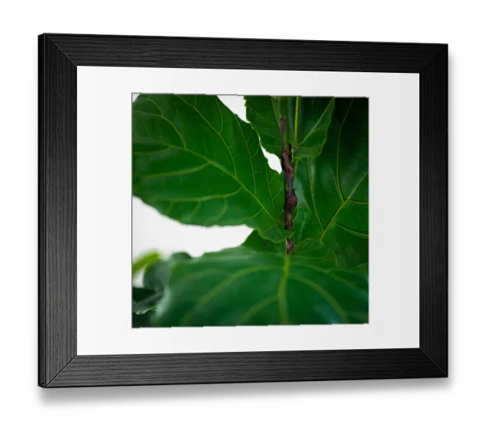 Framed Print : Fiddle leaf fig leaves close up green indoor plant garden Framed Print : Fiddle leaf fig leaves close up green indoor plant garden