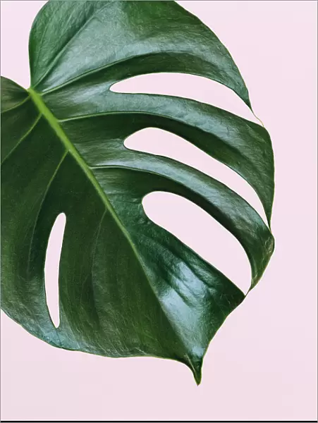 Single leaf of Monstera deliciosa palm plant on pink background