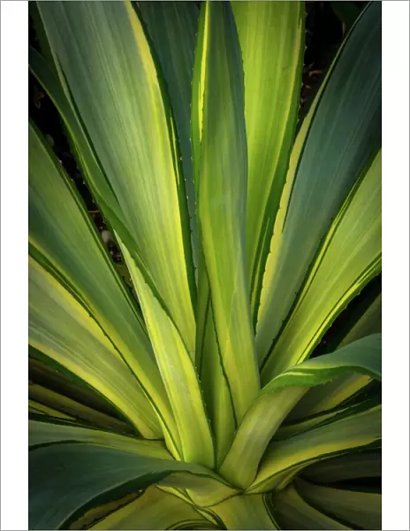 Agave plant with tri-color leaves