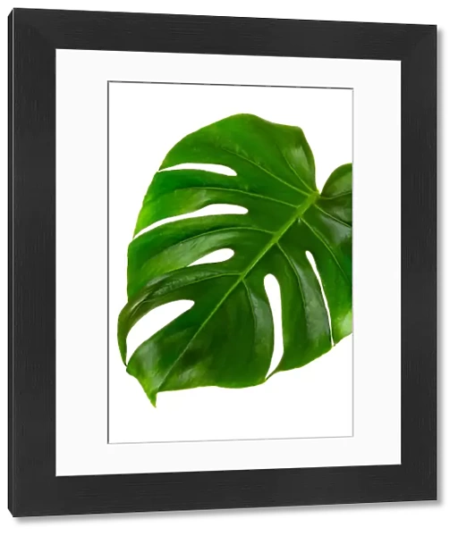 Single leaf of Monstera deliciosa palm plant isolated on white background