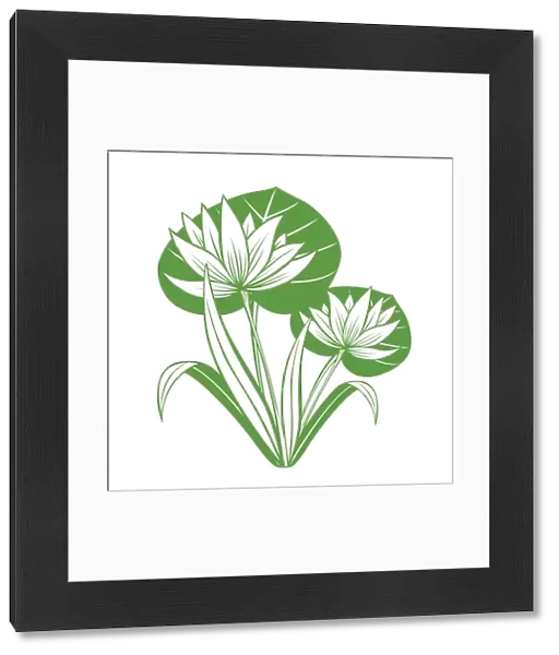 Lotus Flower Illustration