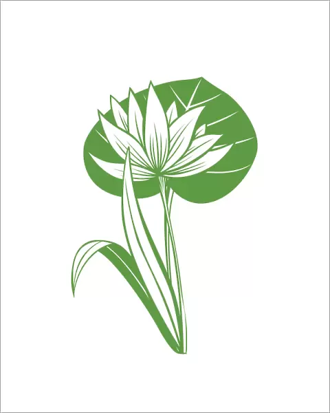 Lotus-flower-4