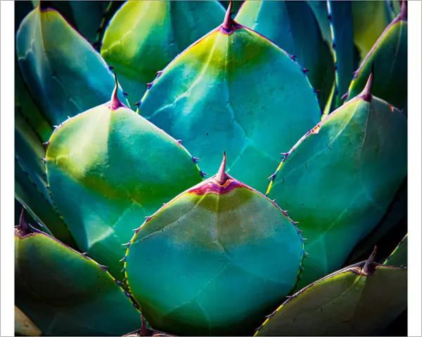 Digitally Enhanced Colour of Agave Cactus Plant