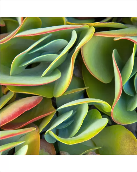 Red-Tipped Leaves of Kalanchoe Plants