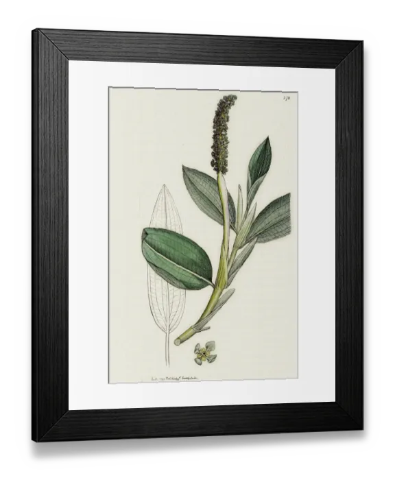 Framed Print : Pondweed medicinal plant against wounds and ulcers
