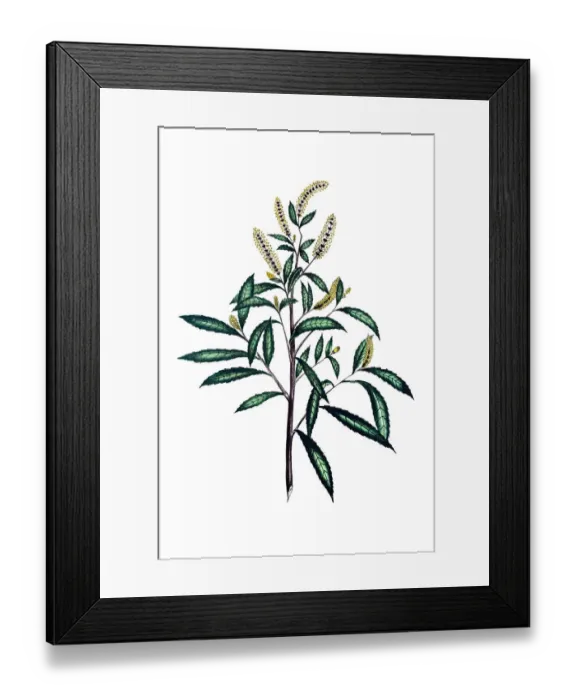 Framed Print : American dusky willow tree 19th century botanical Framed Print : American dusky willow tree 19th century botanical