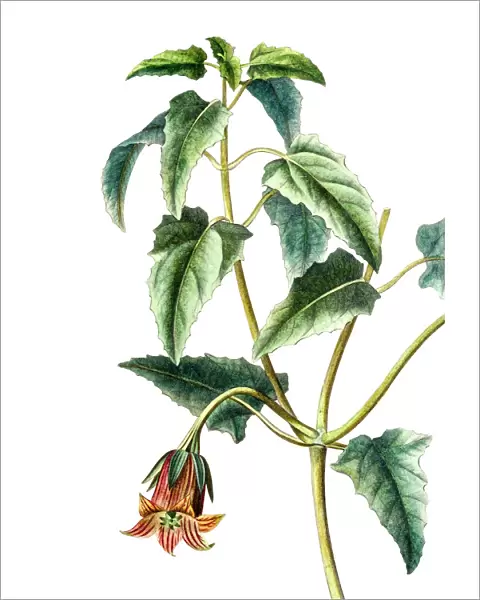 Canarina campanula, Antique Botanical Engraving