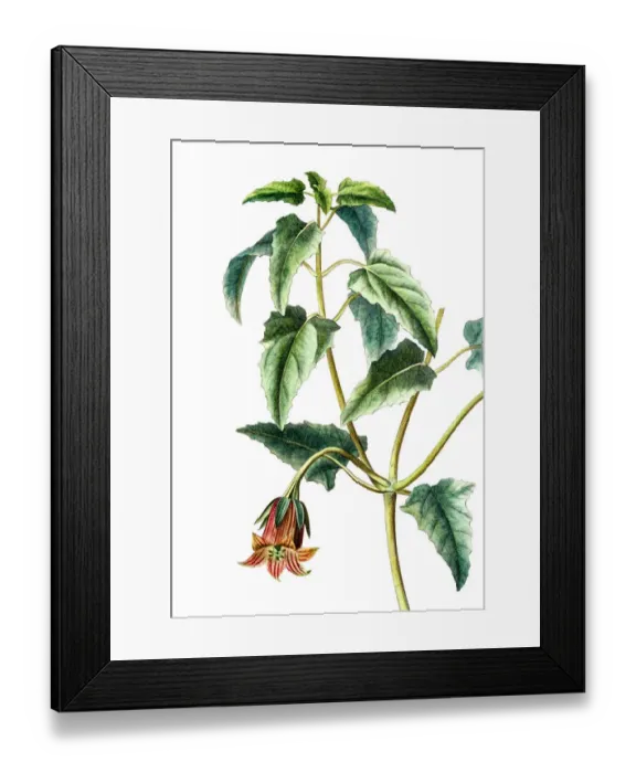 Framed Print : Canarina campanula, Antique Botanical Engraving Framed Print : Canarina campanula, Antique Botanical Engraving