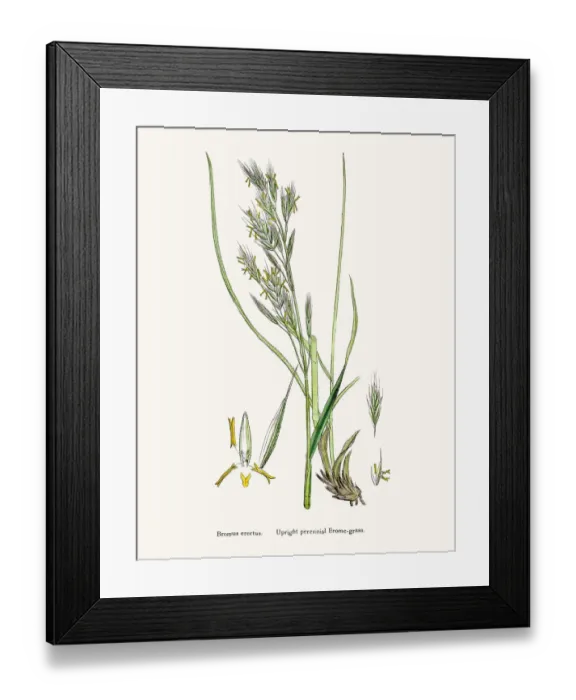 Framed Print : Brome grasses evasive weeds Framed Print : Brome grasses evasive weeds