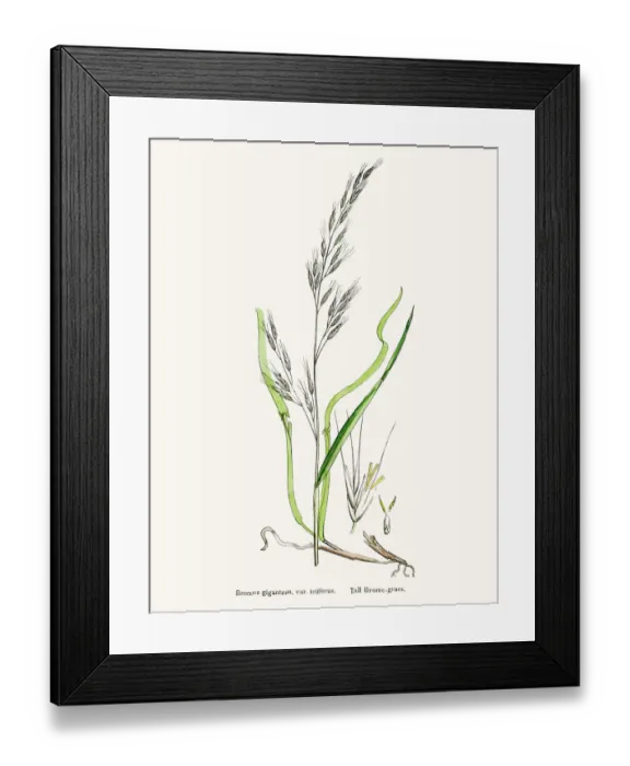 Framed Print : Brome grasses evasive weeds Framed Print : Brome grasses evasive weeds
