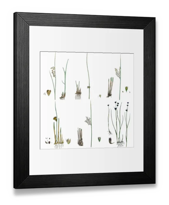 Framed Print : Rush grasses isolated on white Framed Print : Rush grasses isolated on white