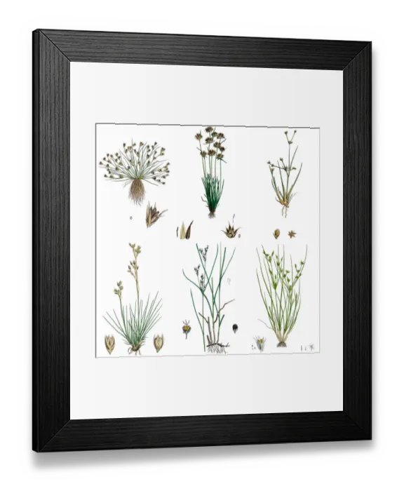 Framed Print : Rush grasses isolated on white Framed Print : Rush grasses isolated on white