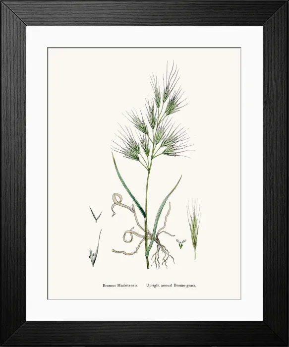 Framed Print : Brome grasses evasive weeds Framed Print : Brome grasses evasive weeds