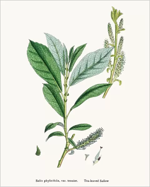 Willow medicinal tree remedy for aches and fever