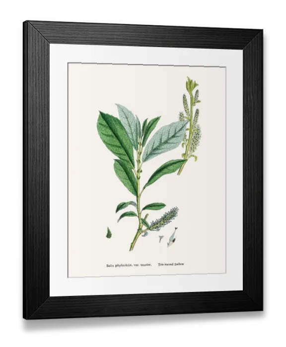Framed Print : Willow medicinal tree remedy for aches and fever Framed Print : Willow medicinal tree remedy for aches and fever