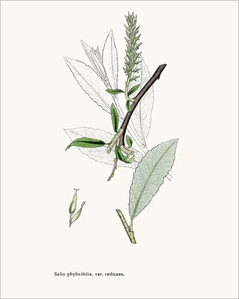 Willow medicinal tree remedy for aches and fever
