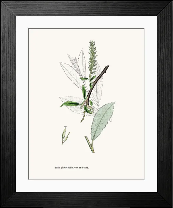 Framed Print : Willow medicinal tree remedy for aches and fever Framed Print : Willow medicinal tree remedy for aches and fever